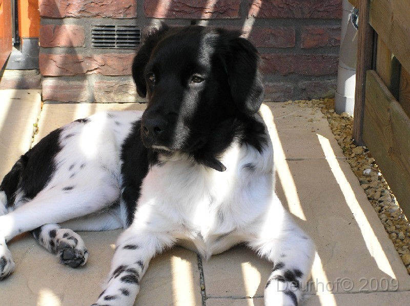Onze Friese Stabij Pup - 271.JPG