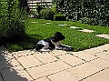 Onze Friese Stabij Pup - 266