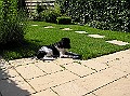 Onze Friese Stabij Pup - 267