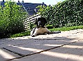 Onze Friese Stabij Pup - 269