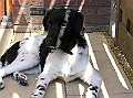 Onze Friese Stabij Pup - 271