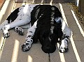 Onze Friese Stabij Pup - 272