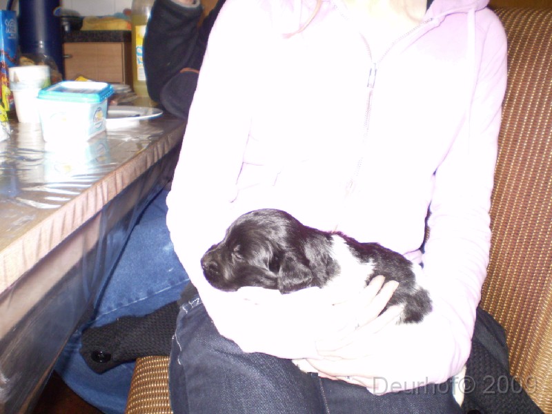 Onze Friese Stabij Pup - 04.JPG