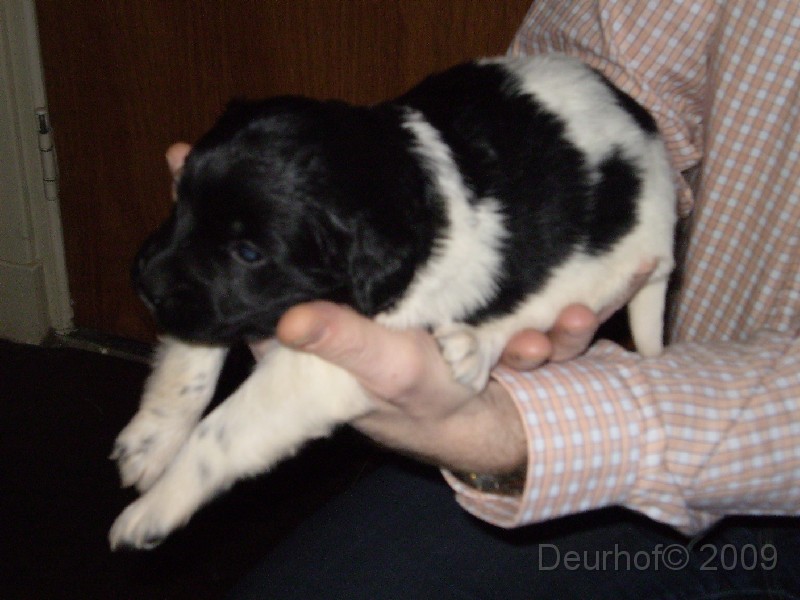 Onze Friese Stabij Pup - 08.JPG