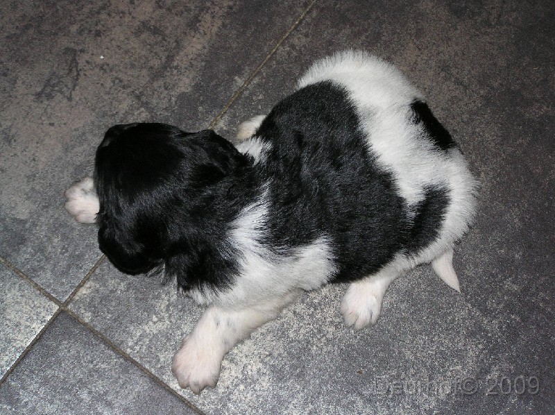 Onze Friese Stabij Pup - 13.JPG - Help, glad ijs!!!