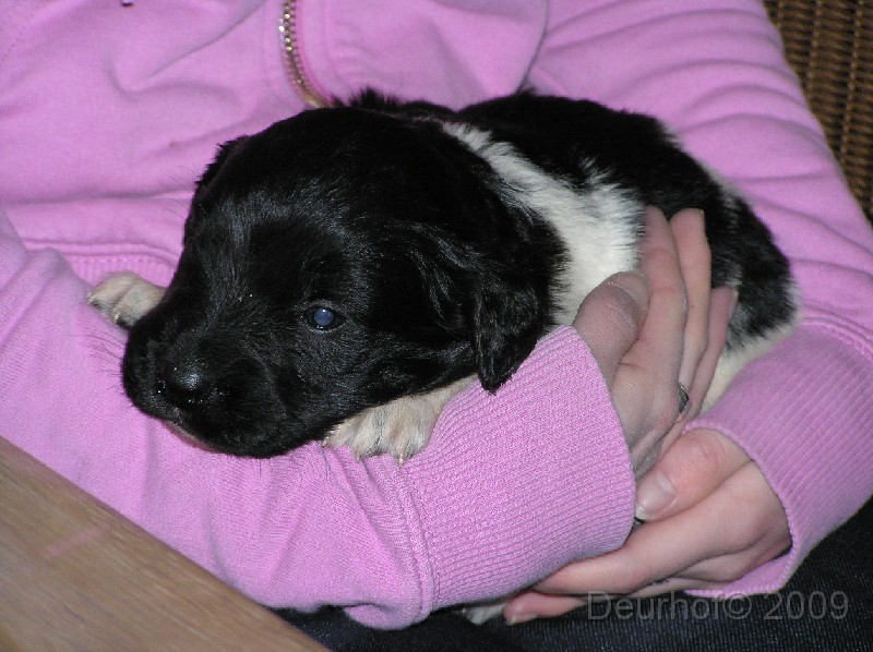 Onze Friese Stabij Pup - 16.JPG
