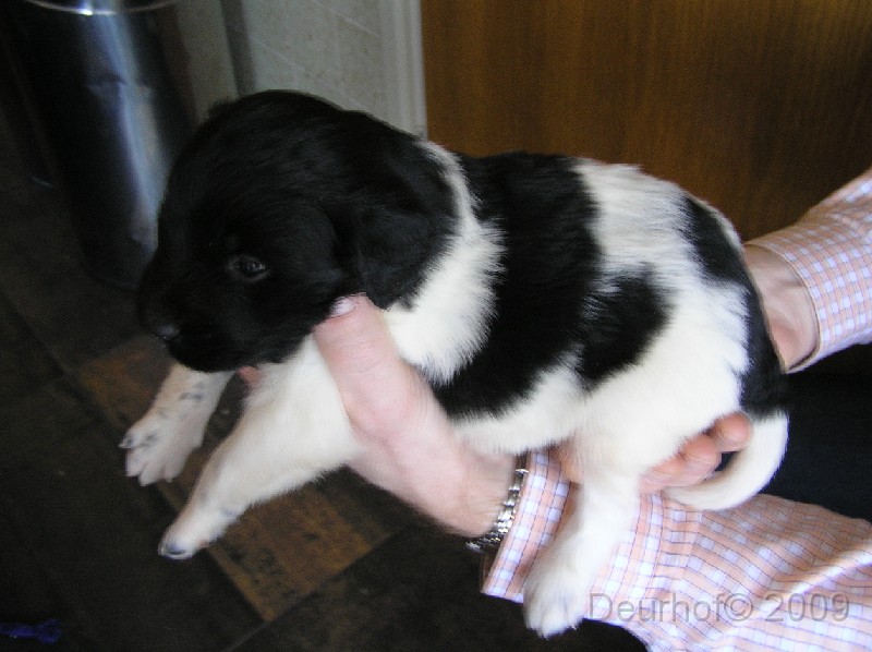 Onze Friese Stabij Pup - 17.JPG