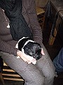 Onze Friese Stabij Pup - 03