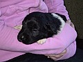 Onze Friese Stabij Pup - 07