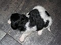 Onze Friese Stabij Pup - 13