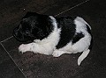 Onze Friese Stabij Pup - 15