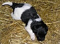 Onze Friese Stabij Pup - 20