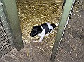 Onze Friese Stabij Pup - 21