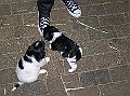 Onze Friese Stabij Pup - 23