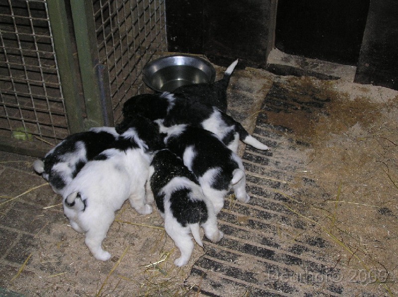 Onze Friese Stabij Pup - 24.JPG