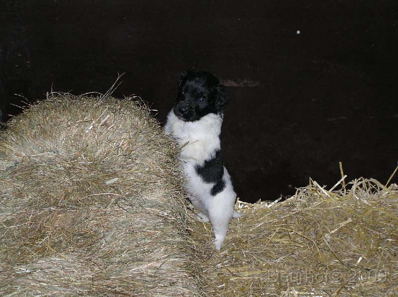 Onze Friese Stabij Pup - 25.JPG - Vanaf vandaag (10 februari 2007) heet ik: Jelle!