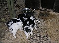 Onze Friese Stabij Pup - 24
