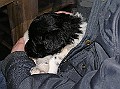 Onze Friese Stabij Pup - 26