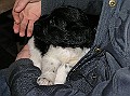 Onze Friese Stabij Pup - 27