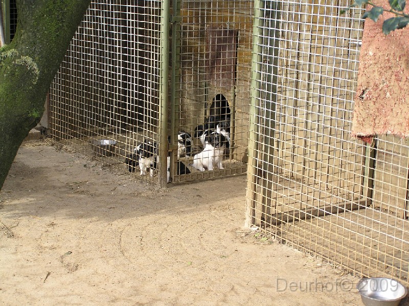 Jelle, onze Friese Stabij/6 weken oud/Onze Friese Stabij Pup - 29