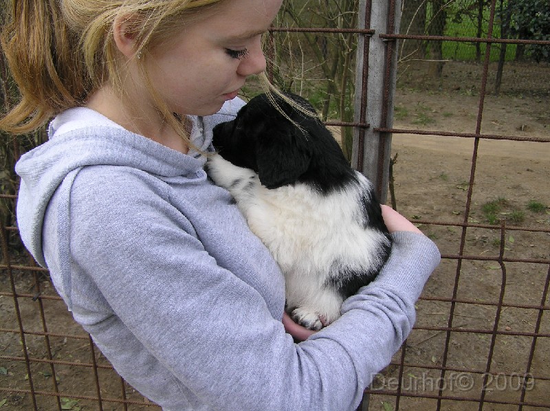 Jelle, onze Friese Stabij/6 weken oud/Onze Friese Stabij Pup - 45