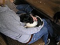 Onze Friese Stabij Pup - 36