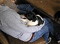 Onze Friese Stabij Pup - 37
