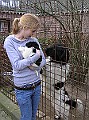 Onze Friese Stabij Pup - 38