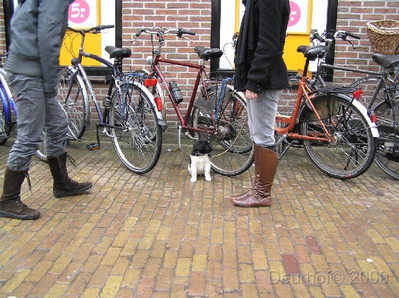 Onze Friese Stabij Pup - 67.JPG