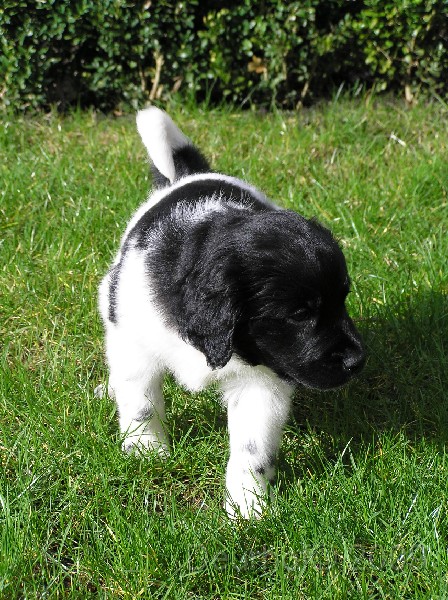 Onze Friese Stabij Pup - 75.JPG