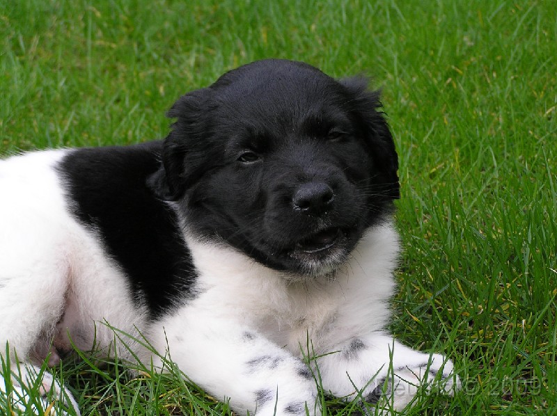 Onze Friese Stabij Pup - 78.JPG