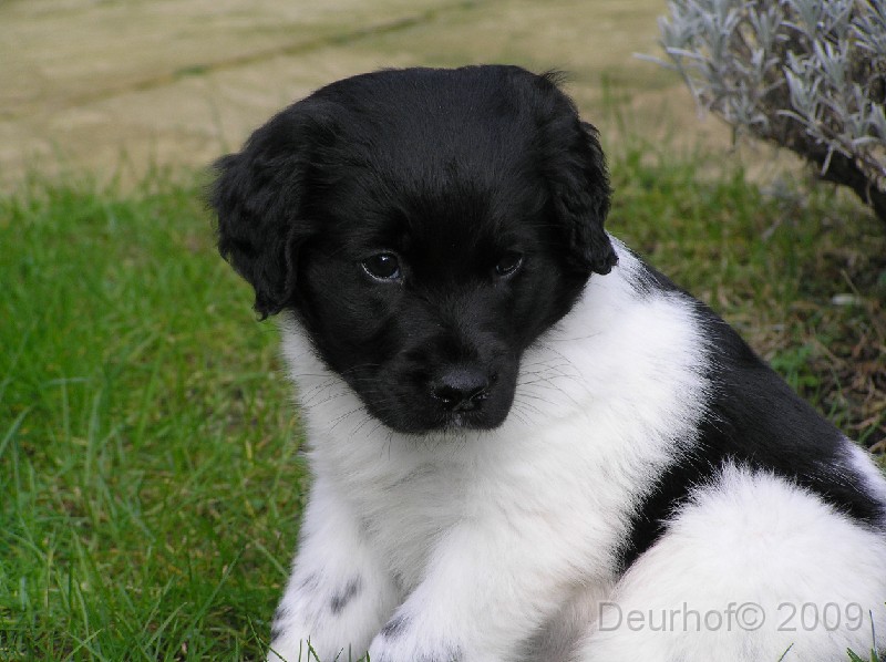 Onze Friese Stabij Pup - 82.JPG