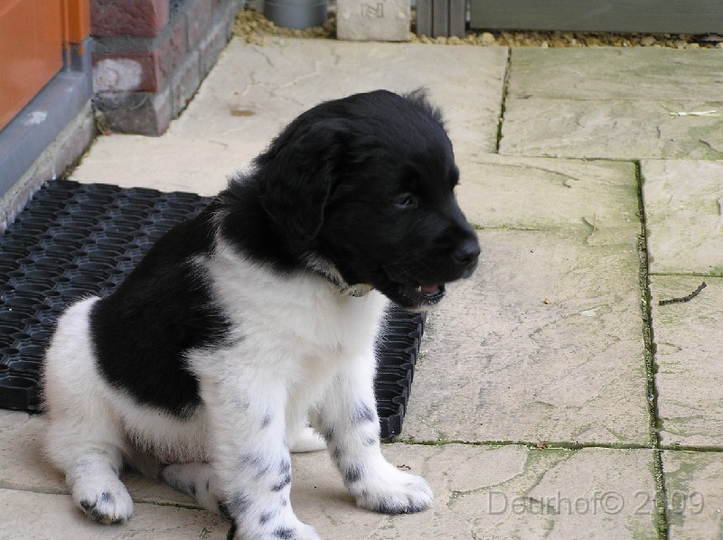 Onze Friese Stabij Pup - 83.JPG