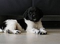 Onze Friese Stabij Pup - 74