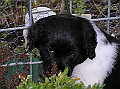 Onze Friese Stabij Pup - 81