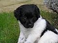 Onze Friese Stabij Pup - 82