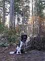 Jelle - 306