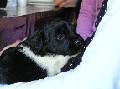 4 weken oud
