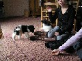 7 weken oud