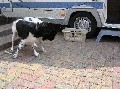 Jelle 7 maanden oud