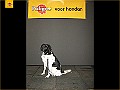 Pedigree Fotowedstrijd